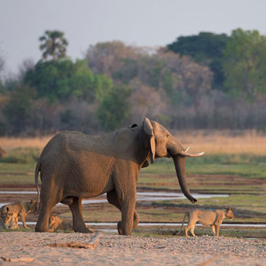 8 Day Unspoilt Zambia Wilderness