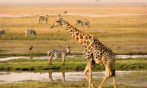 8 Days Wilderness Safari