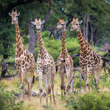 8 Day Botswana Green Safari