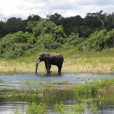 8 Day Chobe Savute & Moremi Botswana 4x4 Self-Drive Safari