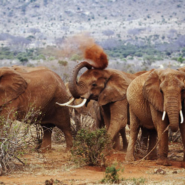 8 Days Royal Concorde Tour Kenya