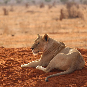 8 Days Royal Concorde Tour Kenya
