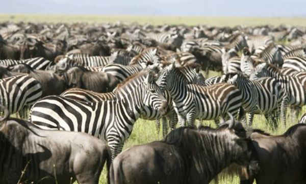8 Day Classic Kenya Safari
