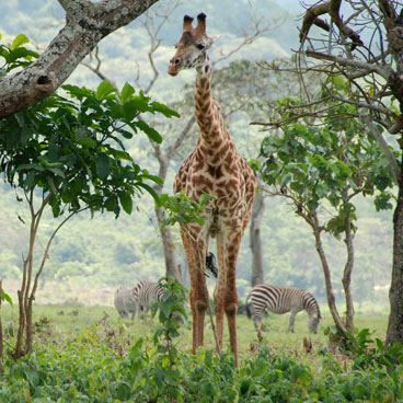 8 Days Diverse Wildlife and Scenery and Scenery Safari