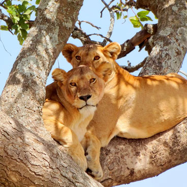 8 Days Diverse Wildlife and Scenery and Scenery Safari