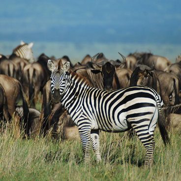 8 Days Diverse Wildlife and Scenery and Scenery Safari