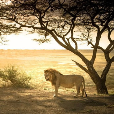 8 Days Diverse Wildlife and Scenery and Scenery Safari