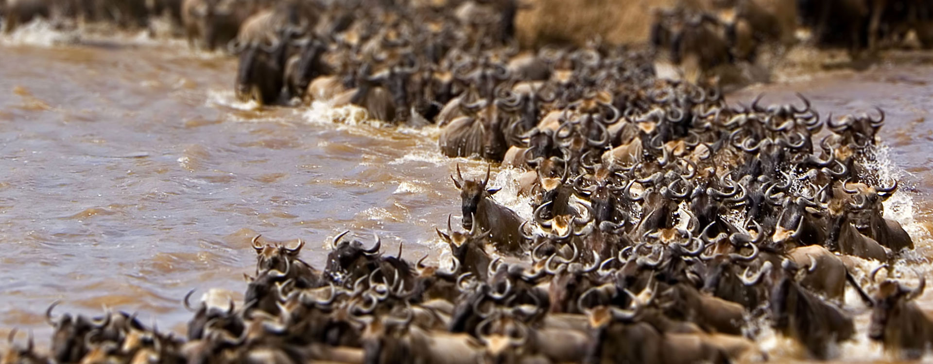 8 Days Follow the Great Migration