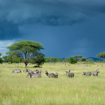 8 Days Follow the Great Migration