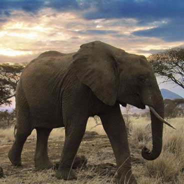 8 Days Follow the Great Migration