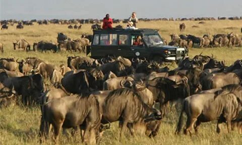 8 Day Follow the Great Migration
