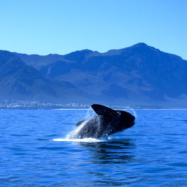 8 Days Luxury South African Safari