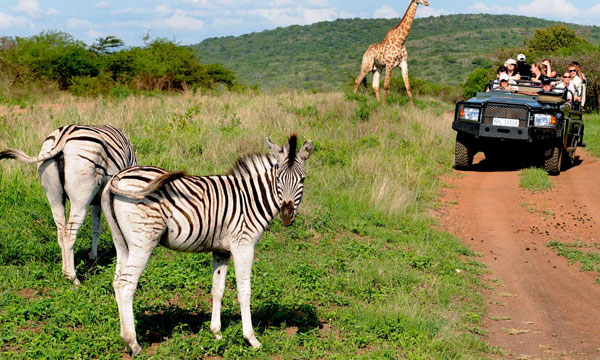 8 Days Luxury South African Safari