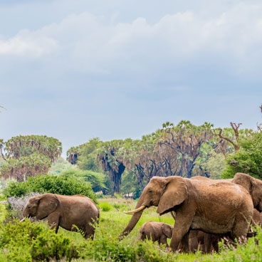 8 Days Road Safari Adventure