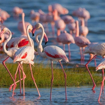 8 Days Road Safari Adventure
