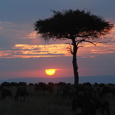 8 Days Road Safari Adventure