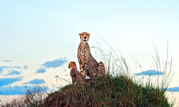 8 Day Royal Concorde Tour Kenya