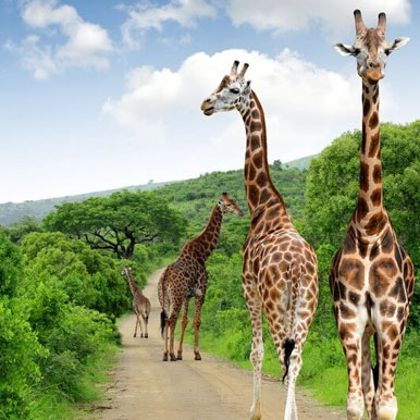 8 Days Self – Drive Nature Retreat
