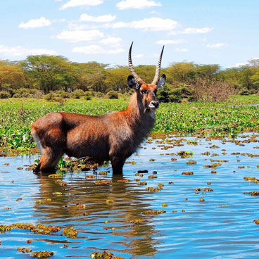 8 Days Royal Concorde Tour Kenya