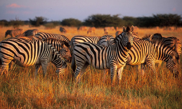 8 Day Vistas Safari Tour of SA