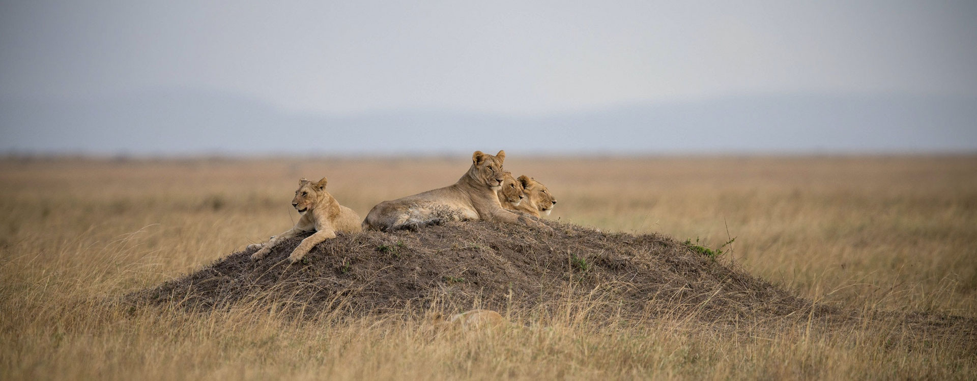 8 Days Wildlife on your Doorstep Safari