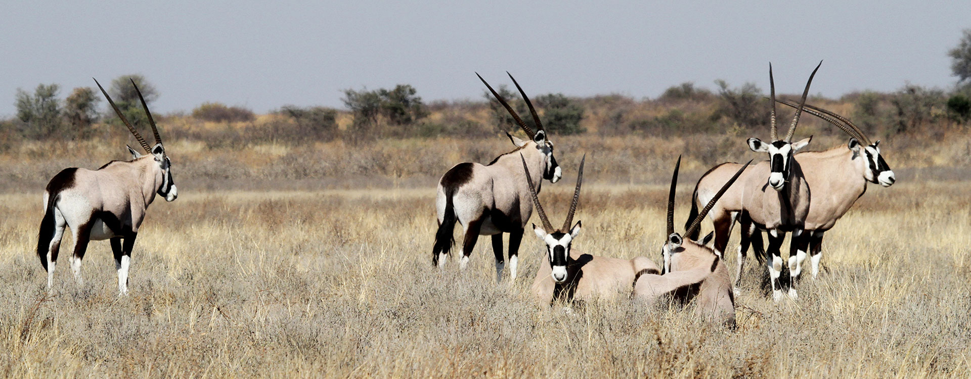 8 Nights Victoria Falls, Chobe, Okavango & Central Kalahari