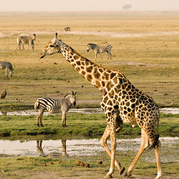 8 Nights Victoria Falls, Chobe, Okavango & Central Kalahari