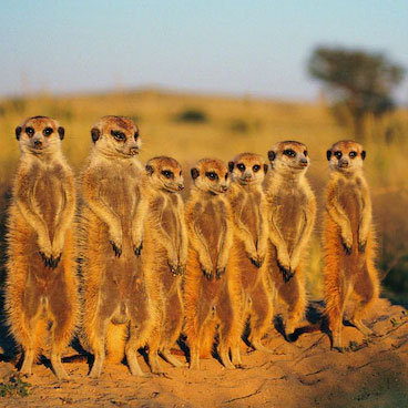 8 Nights Victoria Falls, Chobe, Okavango & Central Kalahari