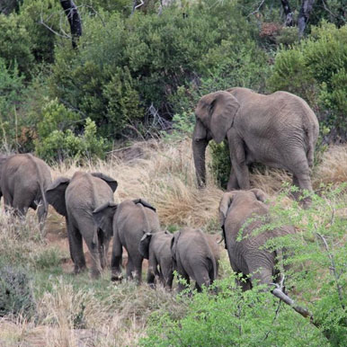 9 Day Golf Safari