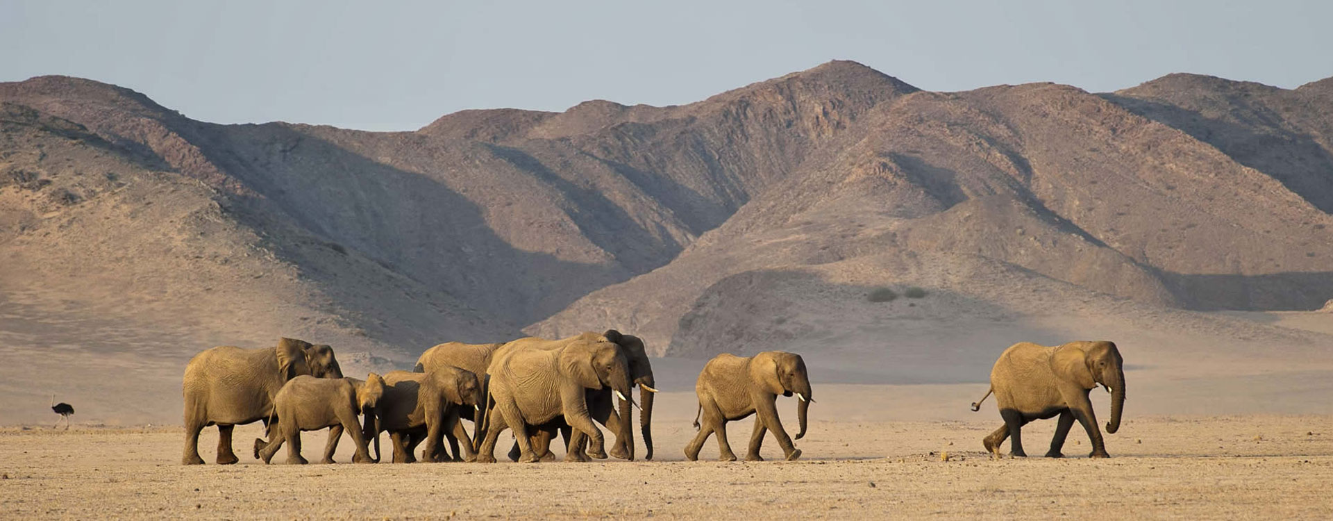 9 Day Wildlife Safari Standard