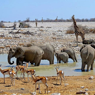 9 Day Wildlife Safari Standard