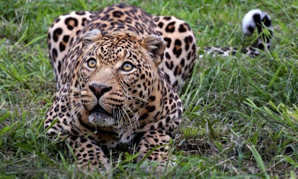 9 Day Wildlife Safari Standard