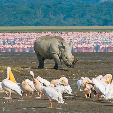 9 Days Elephant Encounters Safari