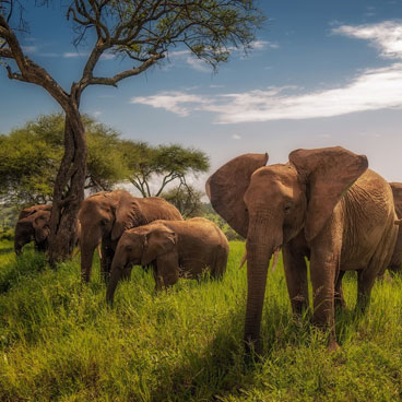 9 Days Highlights of Tanzania Tour