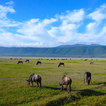 9 Days Highlights of Tanzania Tour