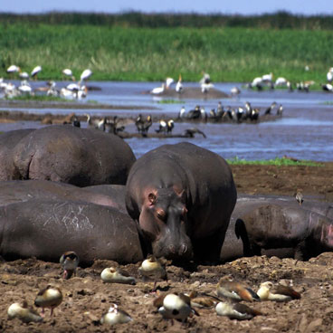 9 Days Highlights of Tanzania Tour