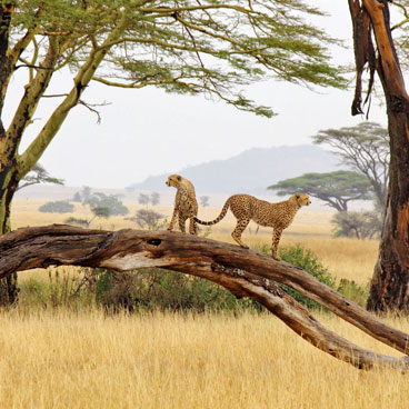 9 Days Highlights of Tanzania Tour