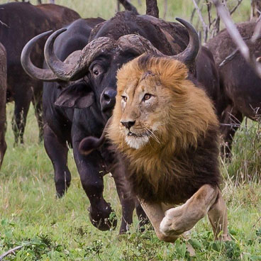 9 Days Highlights of Tanzania Tour