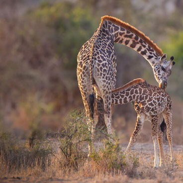 9 Days Highlights of Tanzania Tour