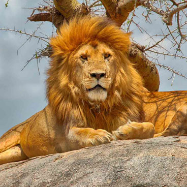 9 Days Highlights of Tanzania Tour