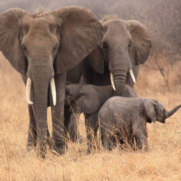 9 Days Highlights of Tanzania Tour