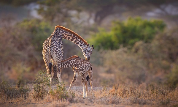 9 Day Highlights of Tanzania Tour