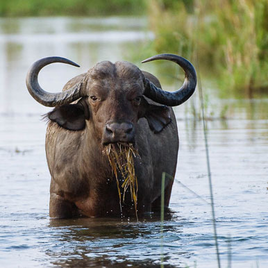 9 Days Highlights Of Zambia Safari Tour