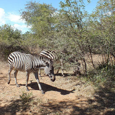 9 Days Highlights Of Zambia Safari Tour