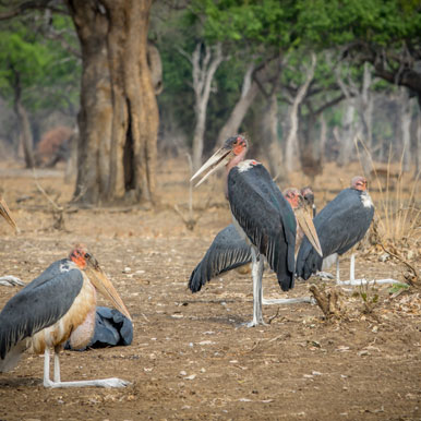 8 Days Wildlife on your Doorstep Safari