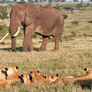 8 Days Royal Concorde Tour Kenya
