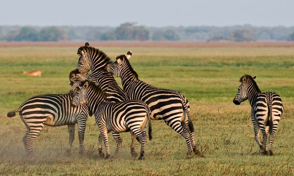 9 Days Best of Victoria Falls and South Luangwa National Park