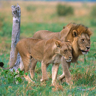 Taste of Africa - Victoria Falls, Chobe, Okavango, Moremi Game Reserve