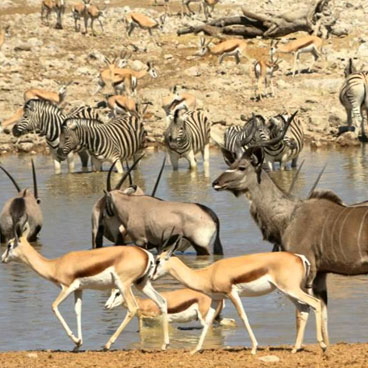 Taste of Africa - Victoria Falls, Chobe, Okavango, Moremi Game Reserve
