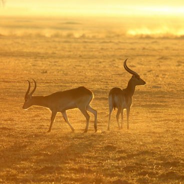 9 Nights Botswana Highlights
